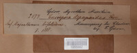 Pseudocercospora depazeoides image